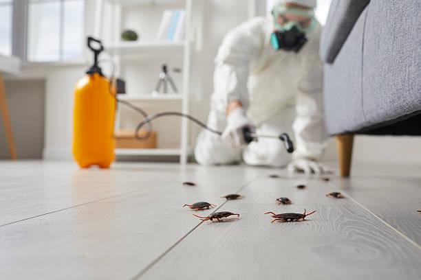Commercial Rodent Management in Harriman